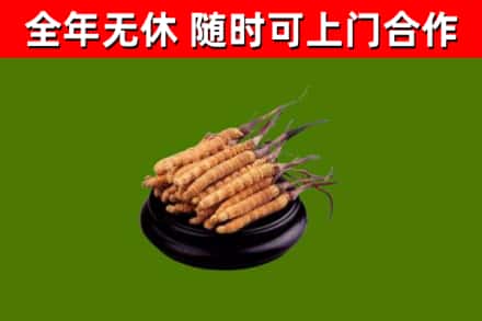 乐昌回收冬虫夏草