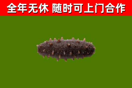 乐昌回收海参干